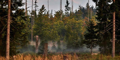 Aussichtsturm Baumwipfelpfad Bayerischer Wald