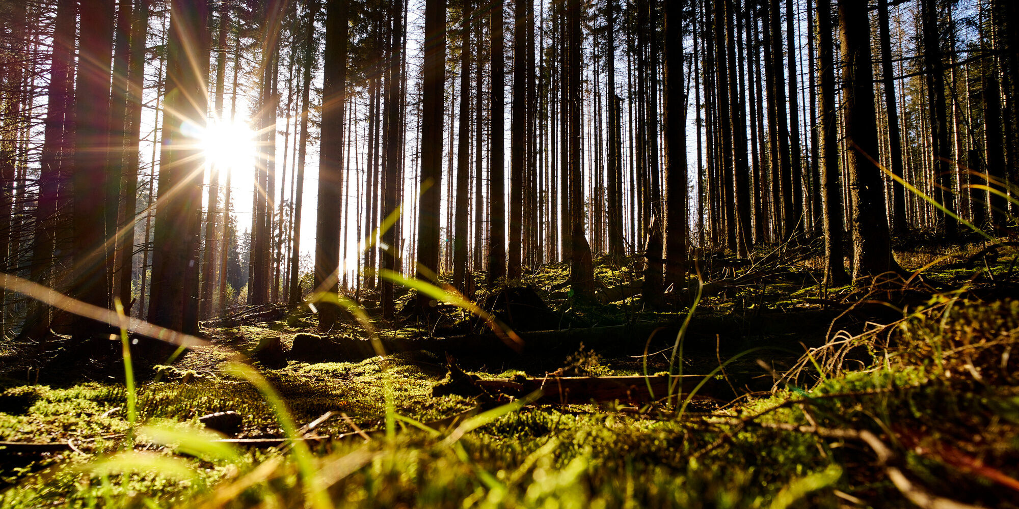 Urlaub im Bayerischen Wald