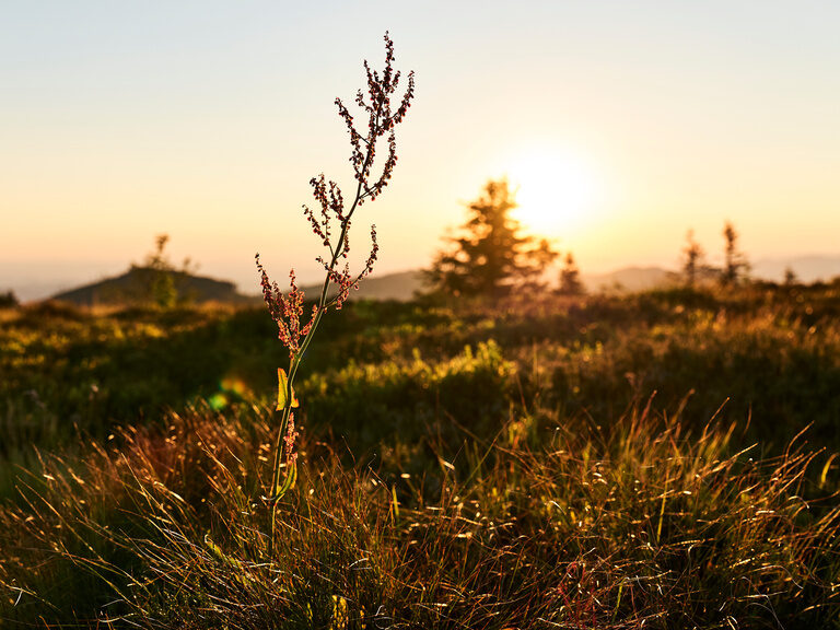 Blauer, beleuchteter Außenpool, umgeben von Liegen und Sonnenschirmen auf grüner Wiese
