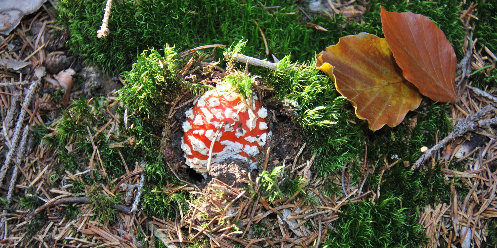 Urlaub Bayerischer Wald am Nationalpark