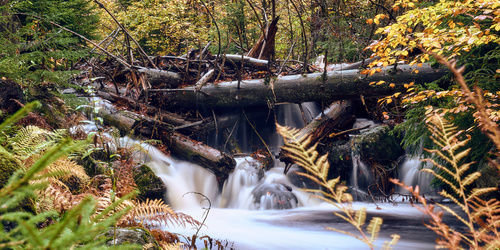 Waldwildnis Nationalpark Bayerischer Wald