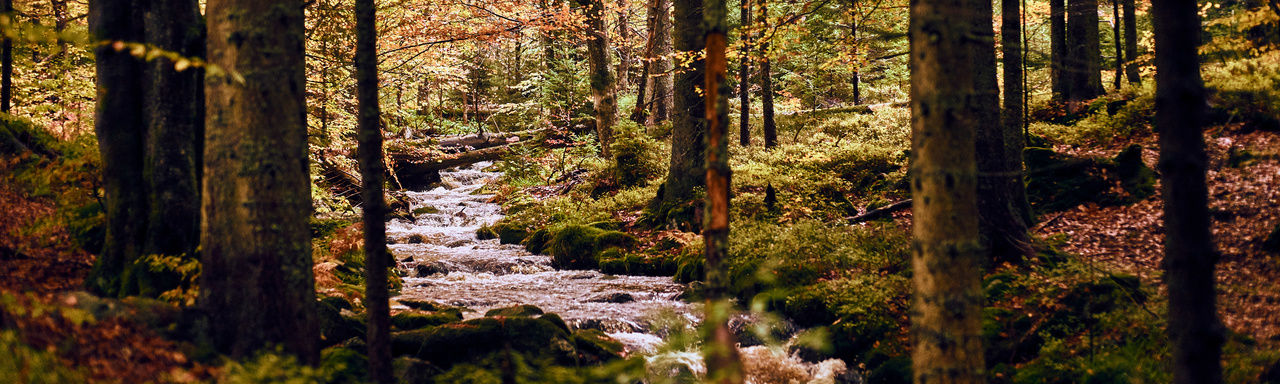 Wandern Urlaubsregion Grainet Bayern