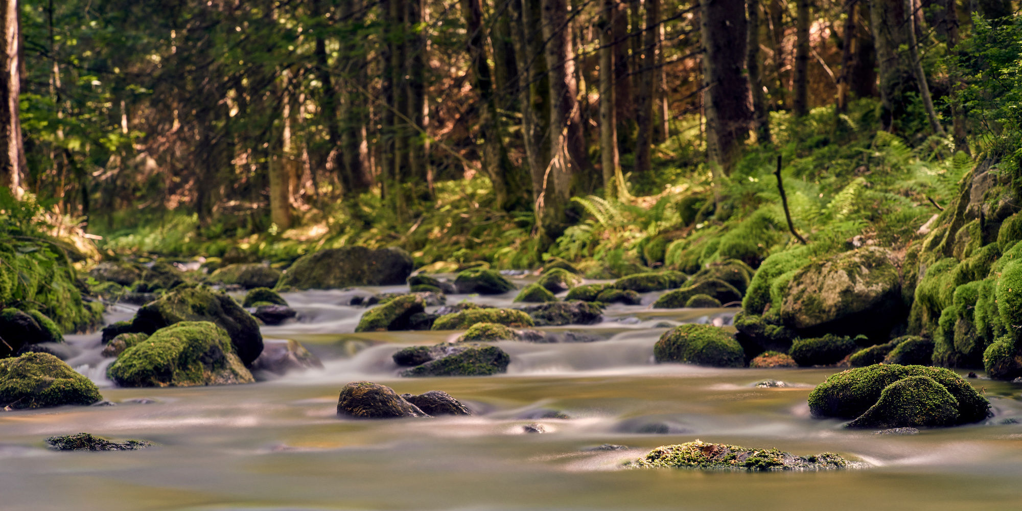 Wanderschuhe Sommer Bayerischer Wald